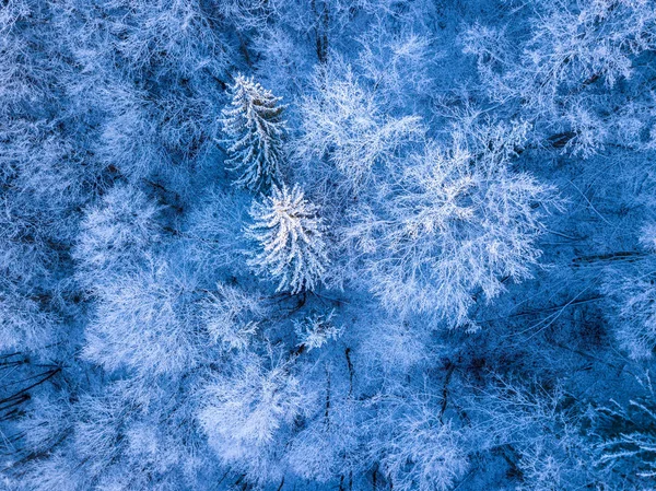 Hoarfrost ve orman karda. Havadan görünümü — Stok fotoğraf