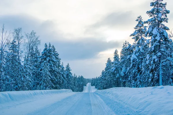 Finlandiya Ormanı 'nda Boş Yol