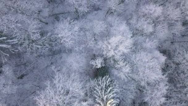 原始森林在初冬的清晨 所有的枝干都被冻土覆盖着 摄像机正垂直向下指向 空中景观 — 图库视频影像