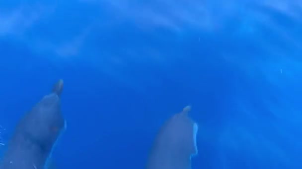 Día Soleado Varios Delfines Nadan Cerca Yate Vela — Vídeo de stock