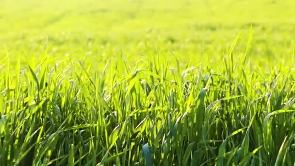 Campo Com Trigo Jovem Manhã Primavera Ensolarada Câmera Vai Para — Vídeo de Stock