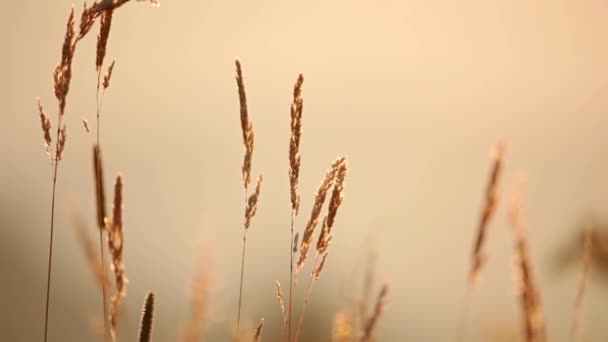 阳光灿烂的夏日 几片特写的草地小穗在风中颤动 — 图库视频影像