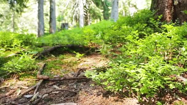 松や企業と野生の北の森 夏の晴れた日 カメラはブルーベリーの茂みで地面に沿って動きます — ストック動画