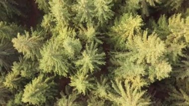 Yoğun bir köknar ormanında yaz günü. Kamera ağacın tepesinden kalkıyor. Hava görünümü