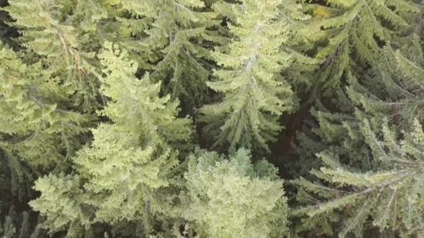 Summer Evening Dense Spruce Forest Vertical Panorama Treetops Aerial View — Stock Video