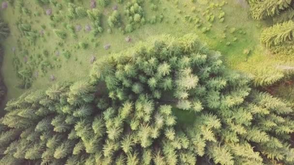 Summer Day Dense Fir Forest Edges Camera Shoots Vertically Aerial — Stock Video