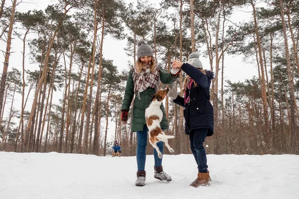 Emocionální Rodina Zimní Focení Jackem Russellem — Stock fotografie