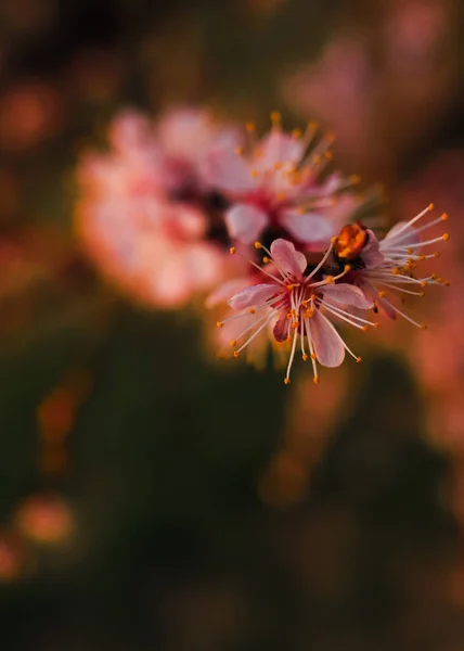 Close Van Bloeiende Appelboom Tak Met Witte Bloemen — Stockfoto