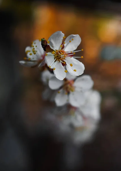 Close Van Bloeiende Appelboom Tak Met Witte Bloemen — Stockfoto