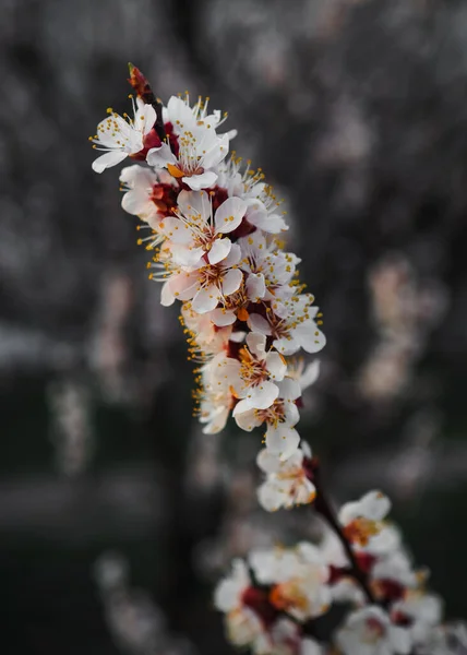 Close Van Bloeiende Appelboom Tak Met Witte Bloemen — Stockfoto