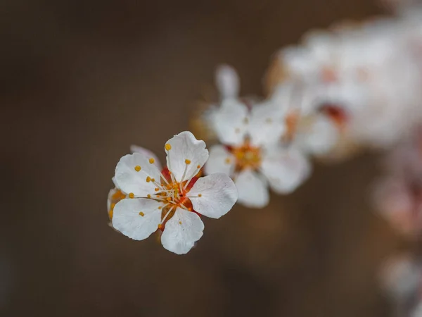 Gros Plan Branche Florissante Pommier Aux Fleurs Blanches — Photo