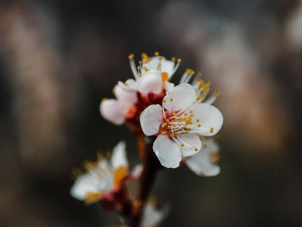 Close Blossoming Apple Tree Branch White Flowers — Stock Photo, Image