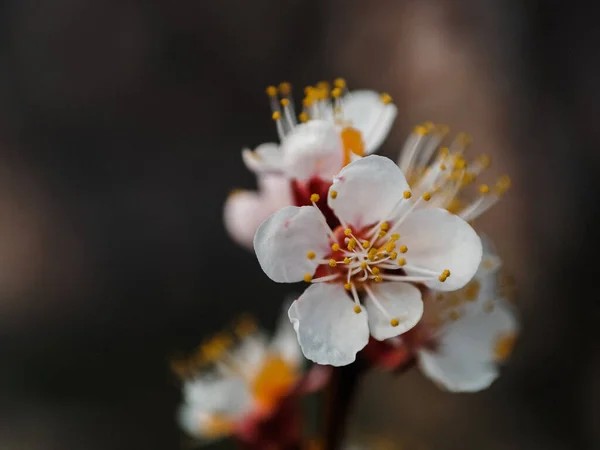 Крупним Планом Квітуча Гілка Яблуні Білими Квітами — стокове фото