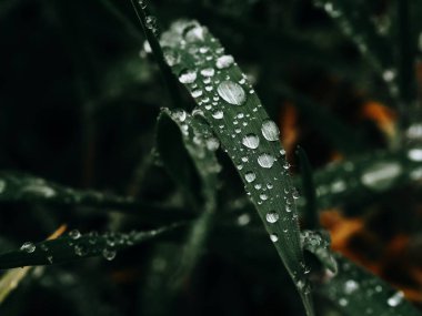 yemyeşil çimlerde büyük yağmur damlaları