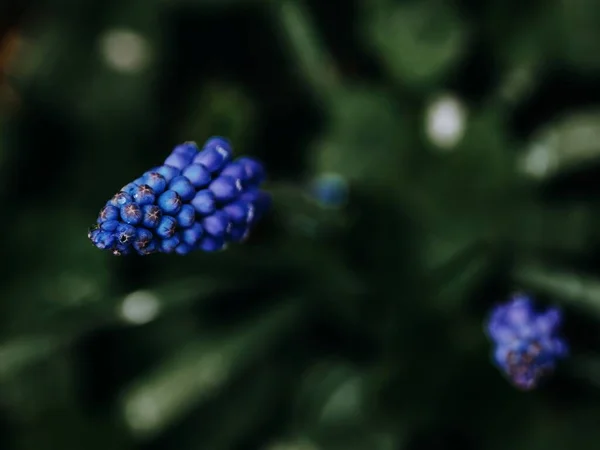 Gros Plan Des Fleurs Bleues Mise Point Sélective — Photo