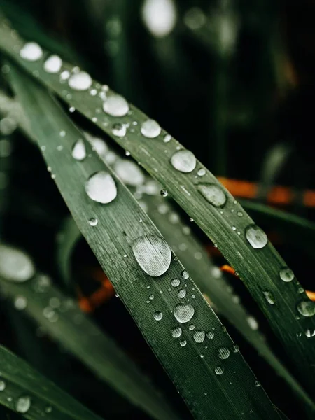 Великі Краплі Дощу Пишній Зеленій Траві — стокове фото