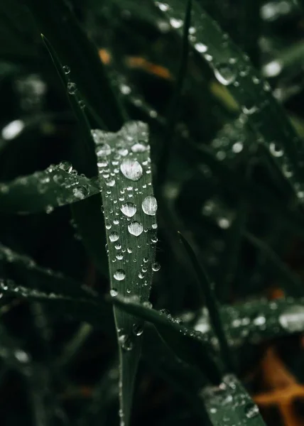 Великі Краплі Дощу Пишній Зеленій Траві — стокове фото