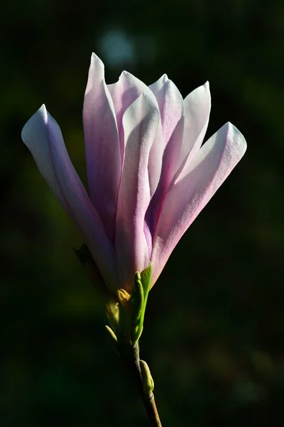 Magnolia soulangeana zbliżenie — Zdjęcie stockowe