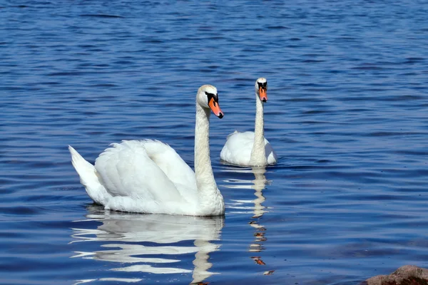 Two beautiful white Swan — Stock Photo, Image