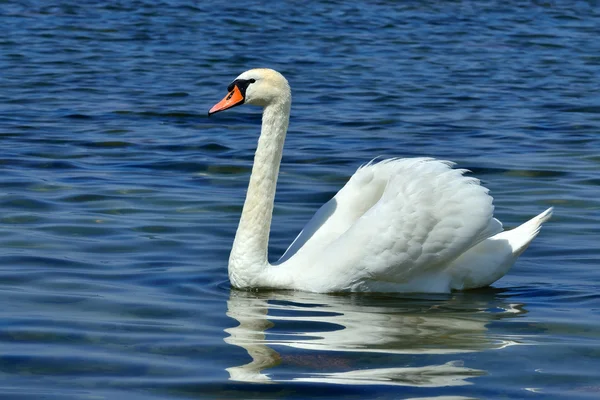 White mute Swan, lat. Cygnus olor, closeup — Stock Photo, Image
