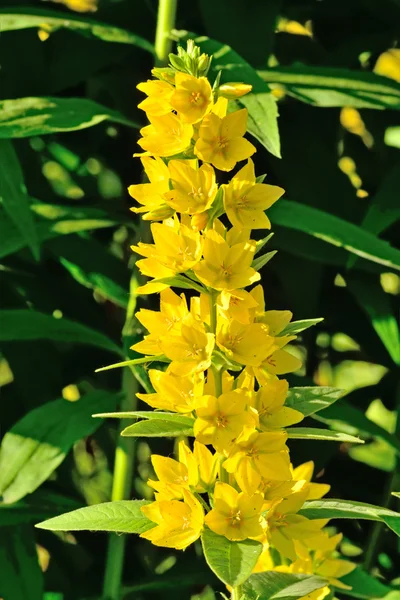 Lysimachia vulgaris aus nächster Nähe — Stockfoto