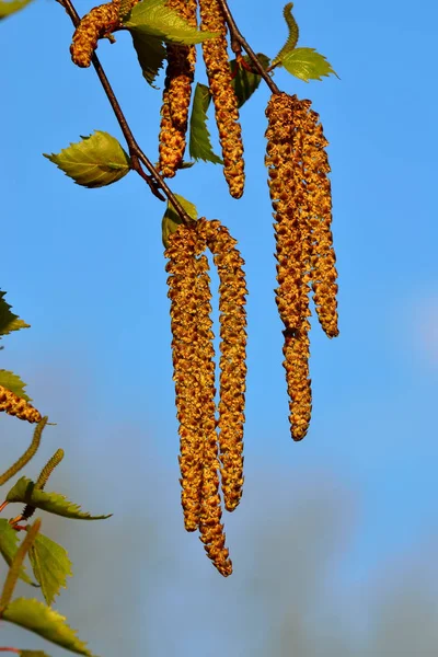 Catkins of the birch on blue sky background — Stock Photo, Image