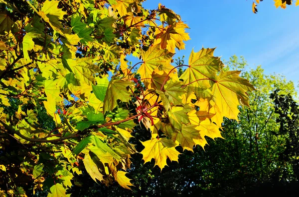 Maple leaves in bright sunlight — Zdjęcie stockowe