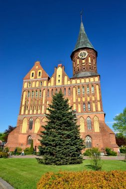 Königsberg Katedrali. Kaliningrad, eskiden Koenigsberg, Rusya Federasyonu