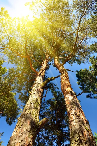 Pine tree and sun. Bottom view Stock Picture