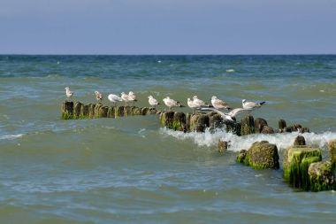 Dalgakıran üzerinde oturan martılar