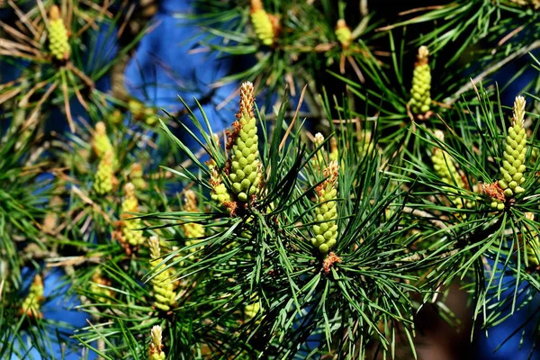 Pinus mugo zbliżenie — Zdjęcie stockowe