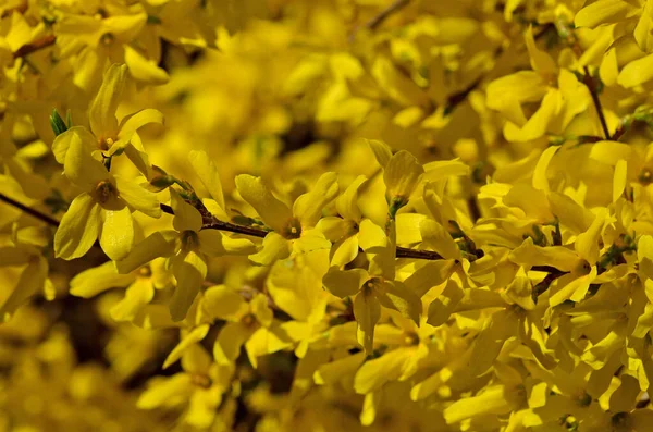 Όμορφα κίτρινα λουλούδια της Φορσύθιας κοντά στον λαμπερό ήλιο — Φωτογραφία Αρχείου
