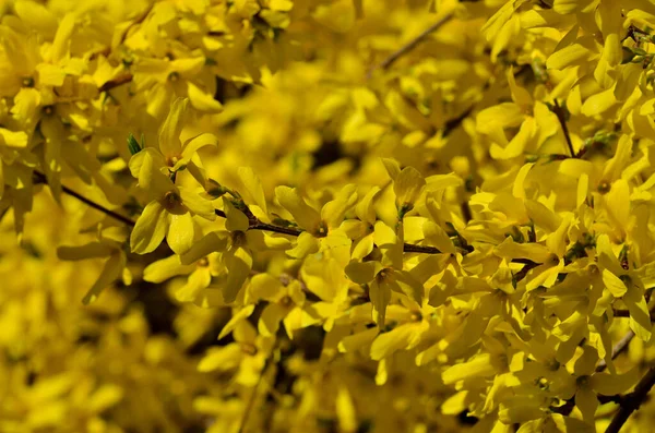 Prachtige gele bloemen van forsythia close-up in de felle zon — Stockfoto
