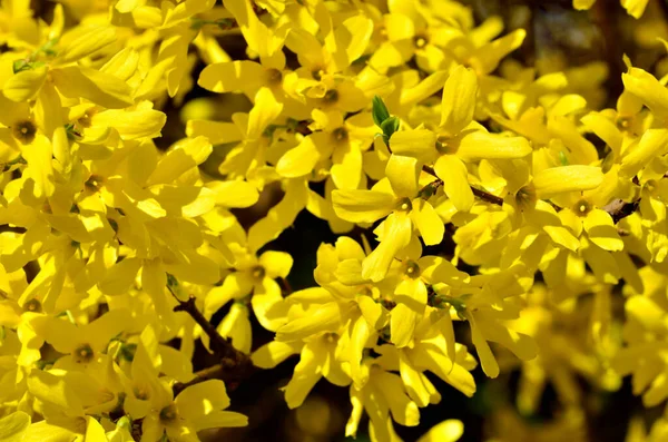 Prachtige gele bloemen van forsythia close-up in de felle zon — Stockfoto