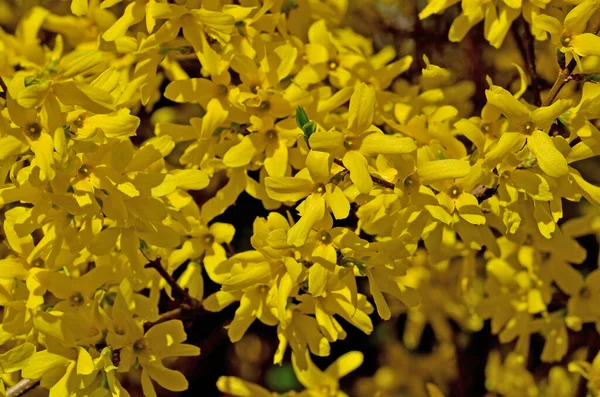 Beautiful yellow flowers of forsythia close-up in the bright sun — ストック写真