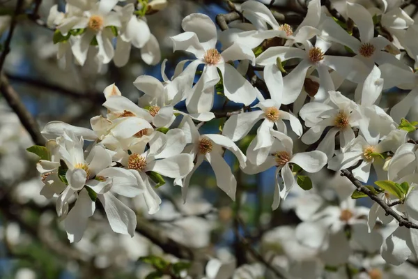 美しい白いマグノリアの花が明るい日差しの中で閉じます — ストック写真