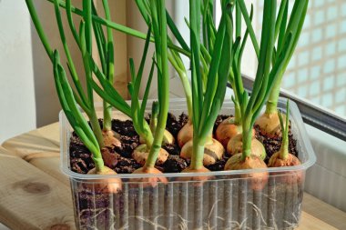Yeşil soğanlar plastik bir tencerede büyür.