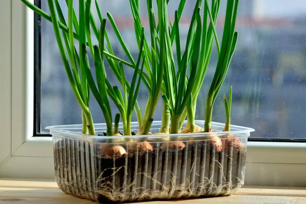 Les Oignons Verts Poussent Sur Rebord Fenêtre Dans Pot Plastique — Photo