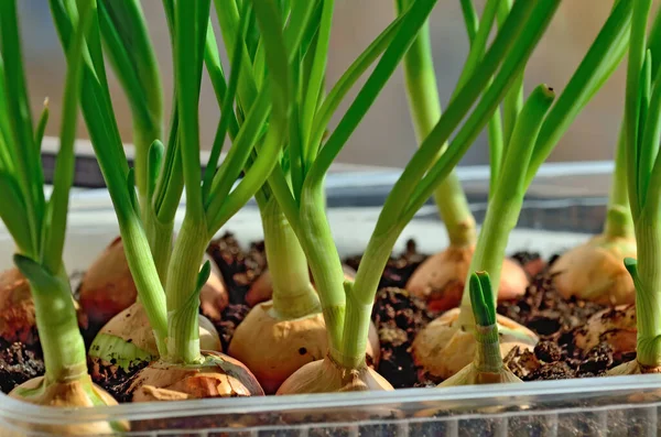 Yeşil Soğanlar Plastik Bir Tencerede Büyür — Stok fotoğraf