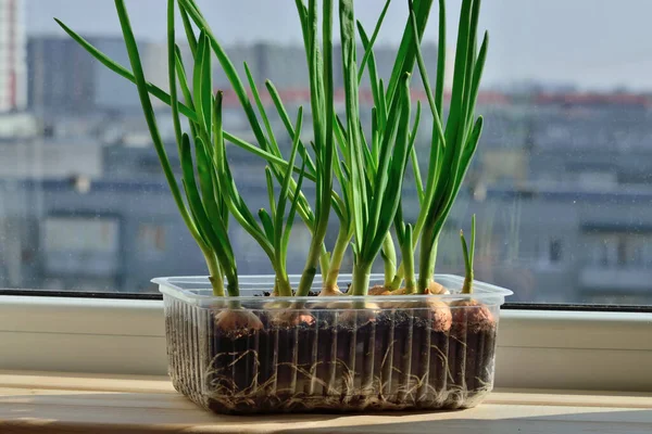 Grüne Zwiebeln Wachsen Auf Der Fensterbank Plastiktopf — Stockfoto