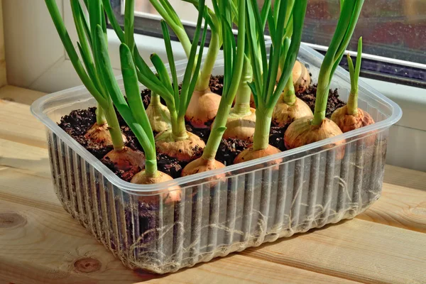 Grüne Zwiebeln Wachsen Auf Der Fensterbank Plastiktopf — Stockfoto