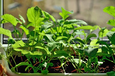 Turp fideleri, plastik bir tencerede büyüyen pencere eşiğinde kapanıyor.