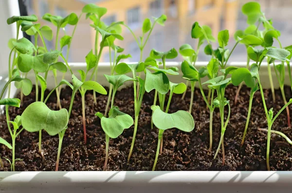 Radish Seedlings Close Growing Windowsill Plastic Pot — Stock Photo, Image