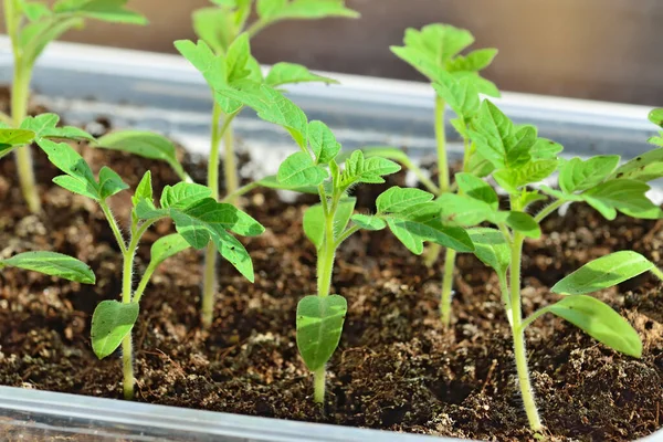 Tomato Seedlings Close Growing Windowsill Plastic Pot — Stock Photo, Image