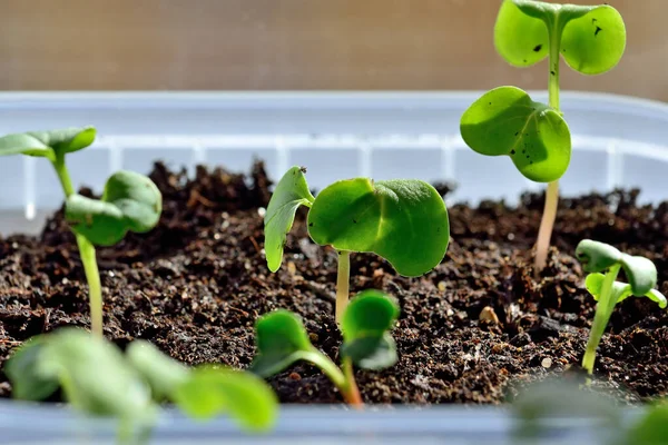 Rettich Sämlinge Wachsen Hautnah Auf Der Fensterbank Plastiktopf — Stockfoto