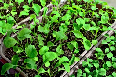 Arugula tohumları, plastik bir kutunun pencere eşiğinde büyür.