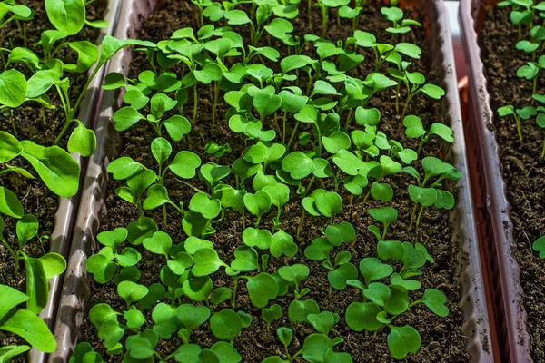 Arugula Seedlings Close Growing Windowsill Plastic Box — Stock Photo, Image