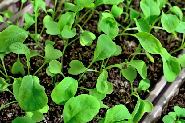 Les Plantules Roquette Ferment Sur Rebord Fenêtre Dans Une Boîte — Photo