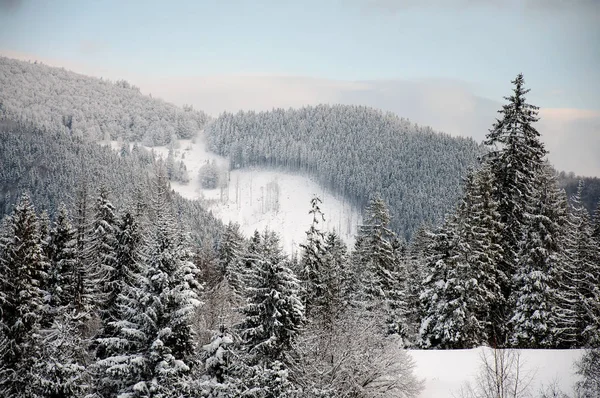 Verschneite Weihnachtsbäume Wald Den Gebirgskarpaten Ukraine — Stockfoto