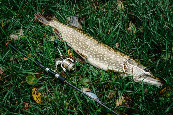 Great catch, pike with spinning lies on grass. fish, spoon. perch on hooks. fishing bait. close up. throw-line. fishing rod. Fishing background. Good catch. Trophy fish. angler. headshot.